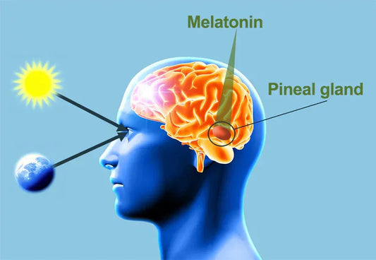 Diagram of melatonin production in the brain, showing pineal gland, sun, and circadian rhythm
